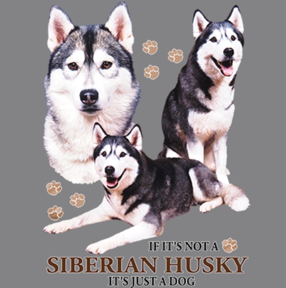 SIBERIAN HUSKY