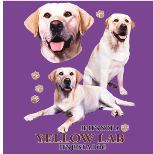YELLOW LAB